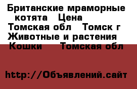 Британские мраморные котята › Цена ­ 2 000 - Томская обл., Томск г. Животные и растения » Кошки   . Томская обл.